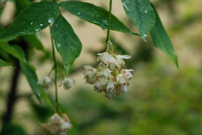 Staphylea pinnata - klokoč zpeřený - květ